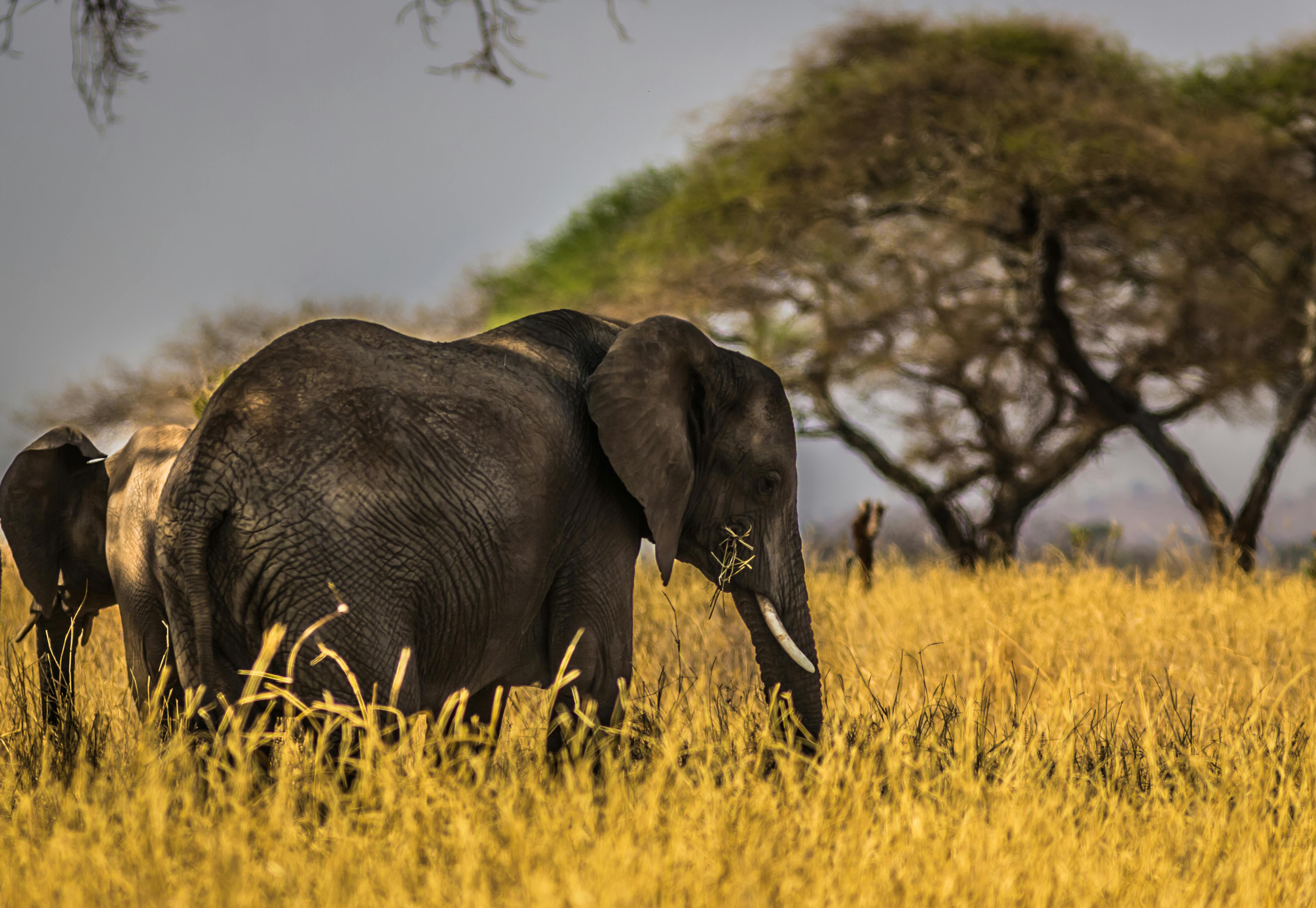 Murchison Falls National Park with elephants