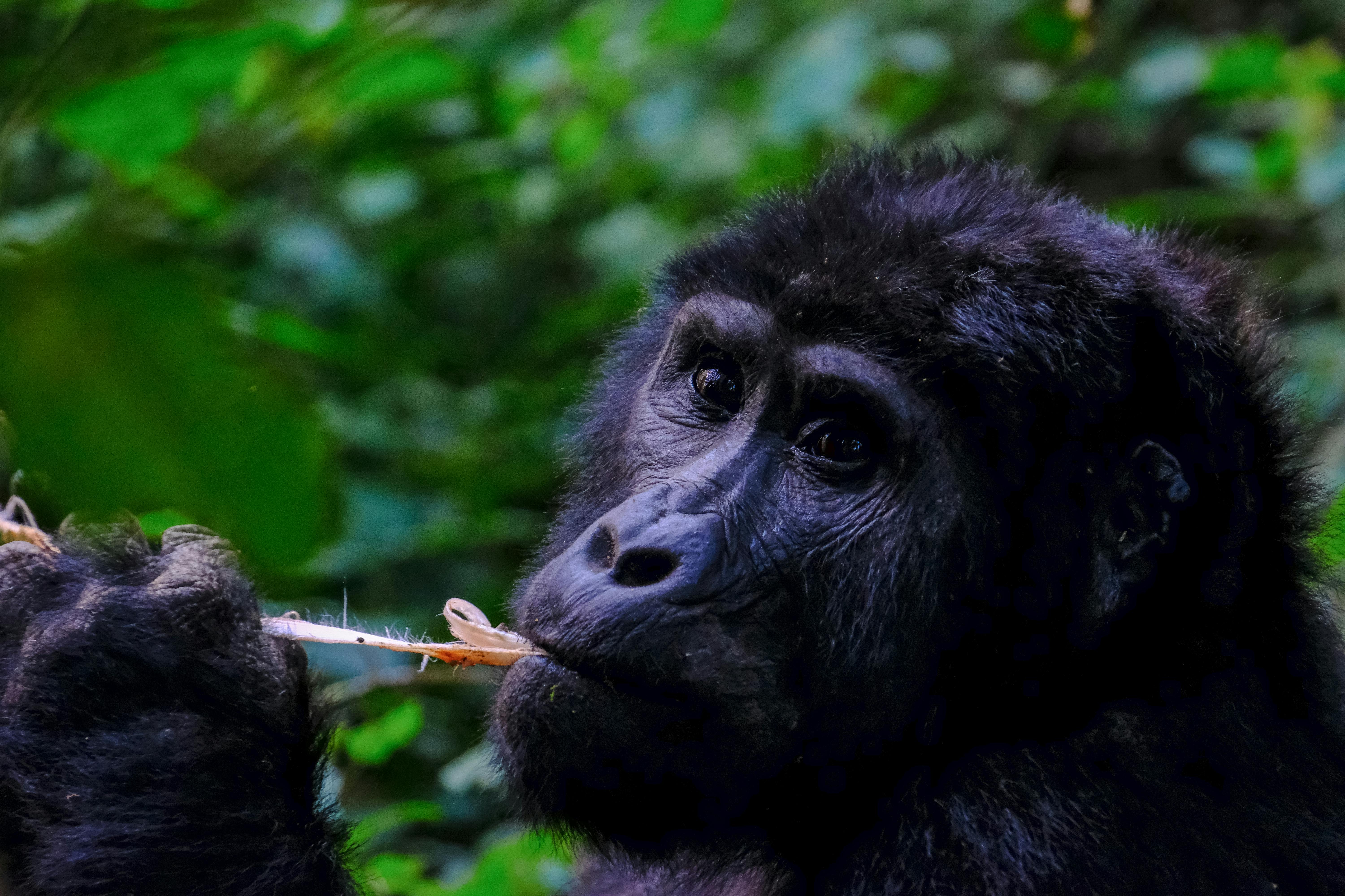 Mountain gorilla in Bwindi Impenetrable Forest